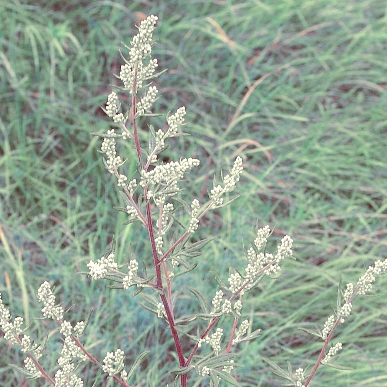 Artemisia Organic Essential Oil - Image 2