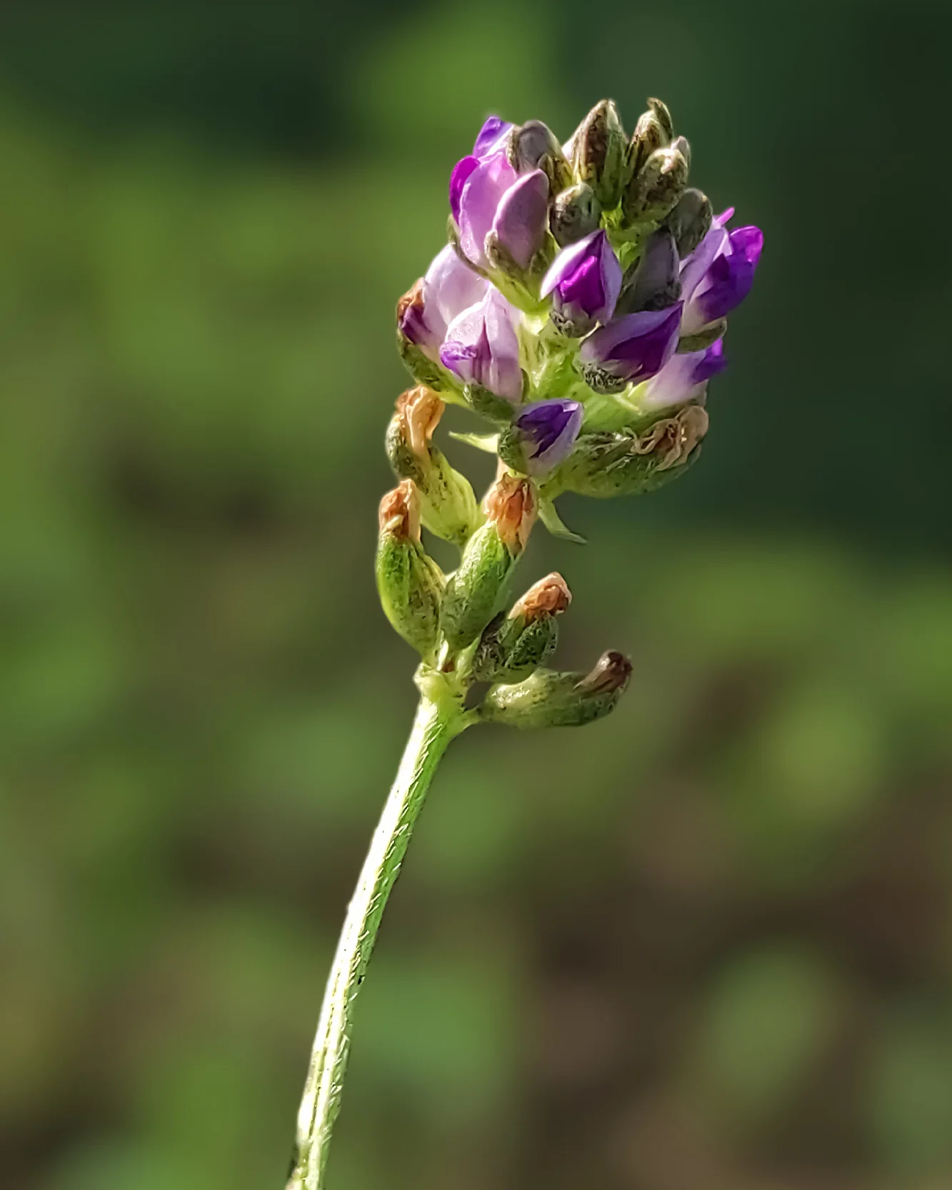 Bakuchiol Sytenol® A (Nature's alternative to retinol) - Image 5