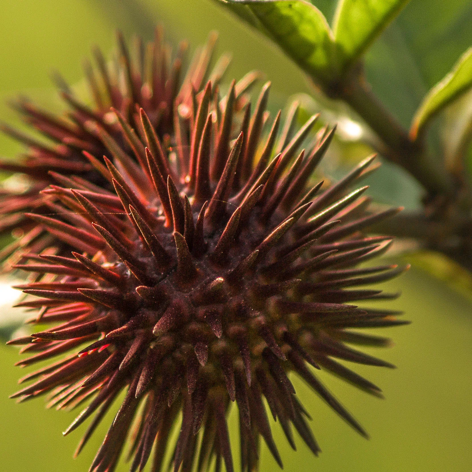 Castor Oil (No. 217) - Image 6