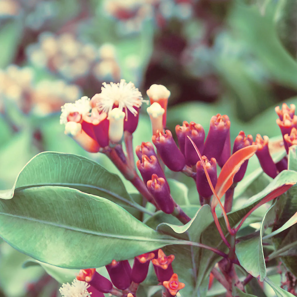 Clove Bud Essential Oil (No. 183) - Image 5