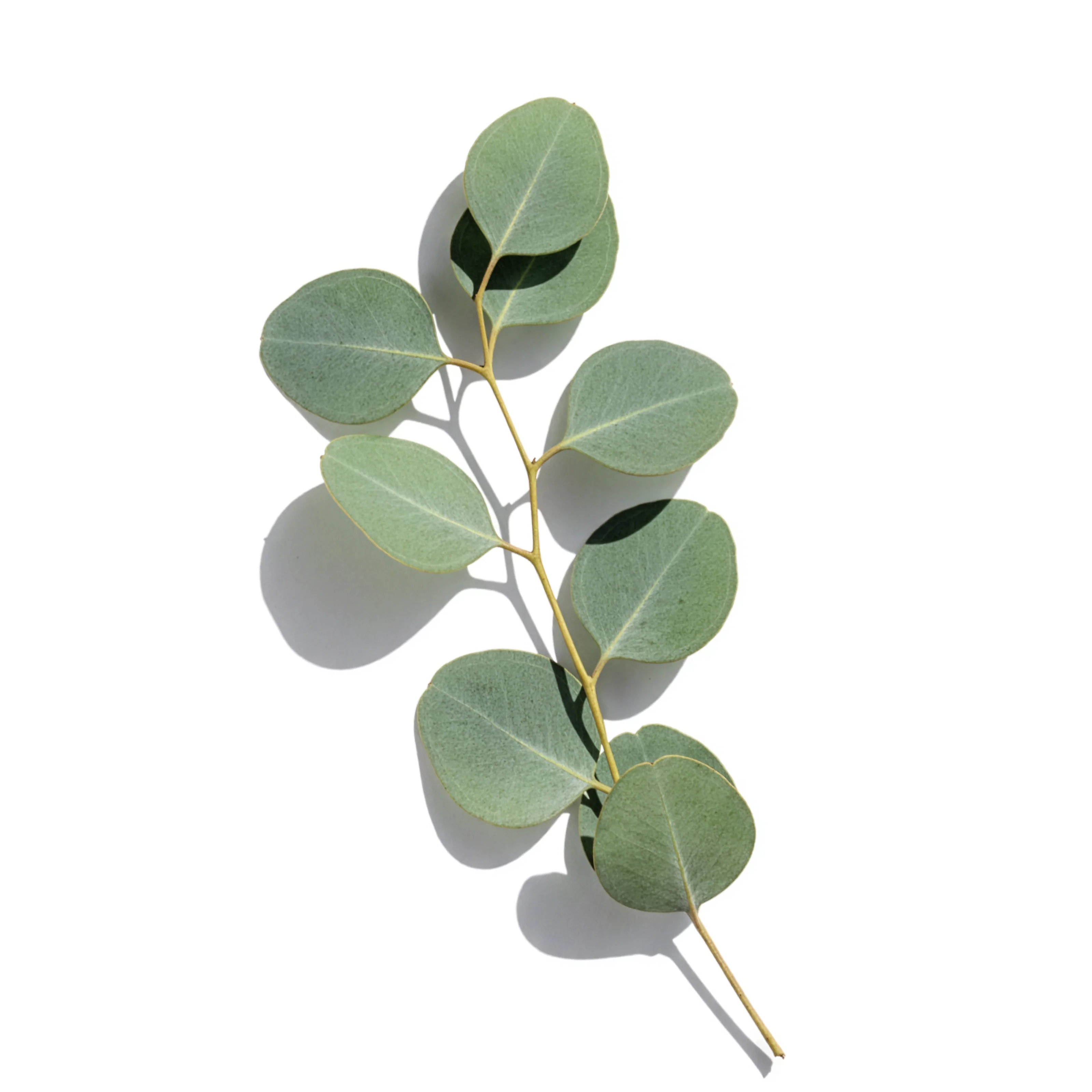 Eucalyptus Blue Gum Essential Oil (No. 101) - Image 4