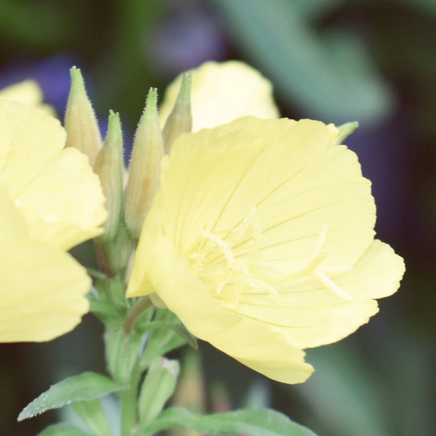Evening Primrose Organic Oil (No. 207) - Image 6