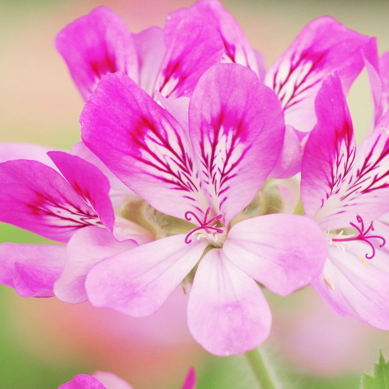 Geranium Rose Essential Oil (No. 116) - Image 4