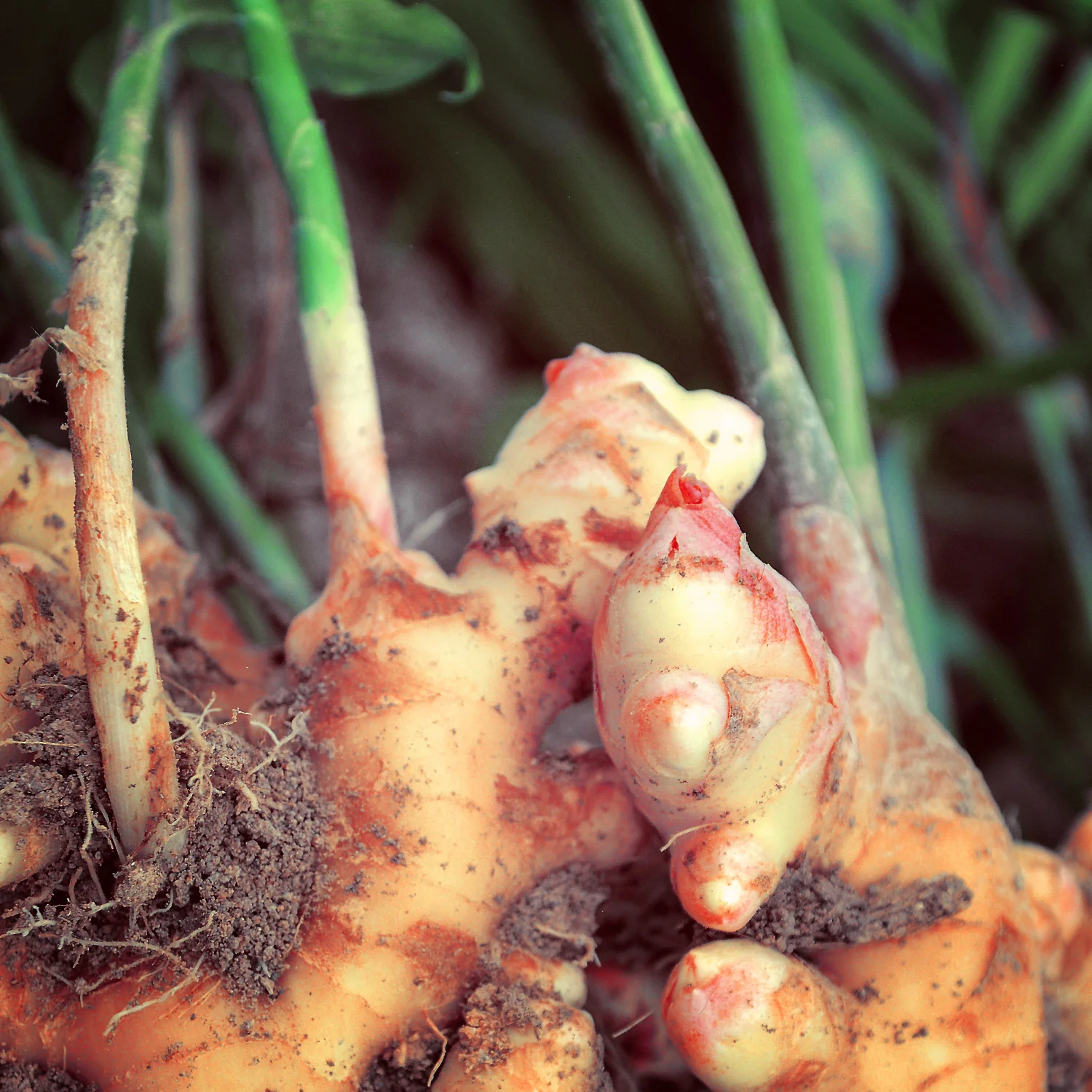 Ginger Organic Essential Oil (No. 118) - Image 4