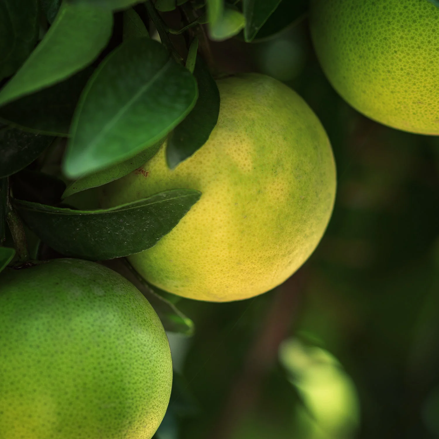 Grapefruit Essential Oil (No. 115) - Image 8
