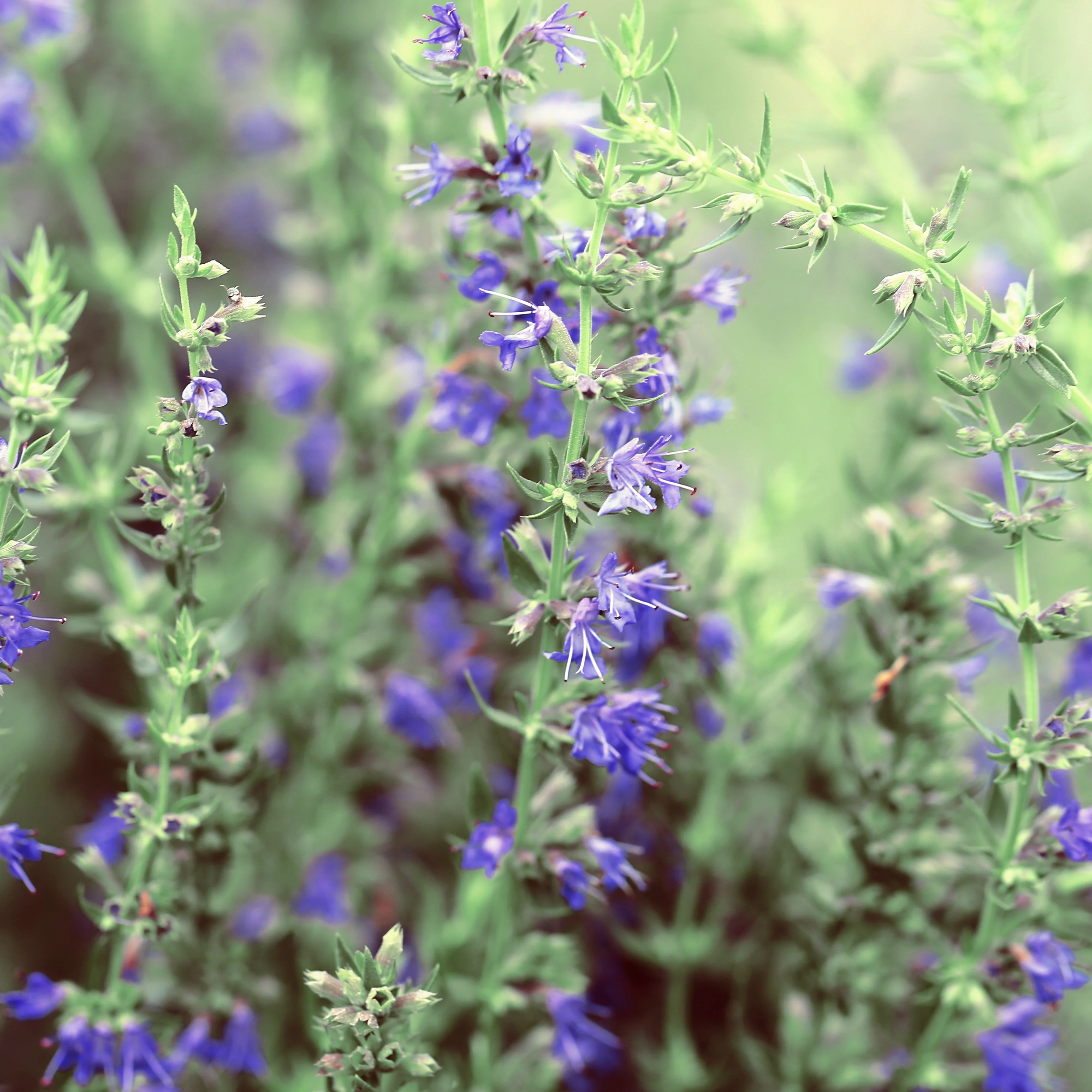 Hyssop Organic Essential Oil (No. 195) - Image 2