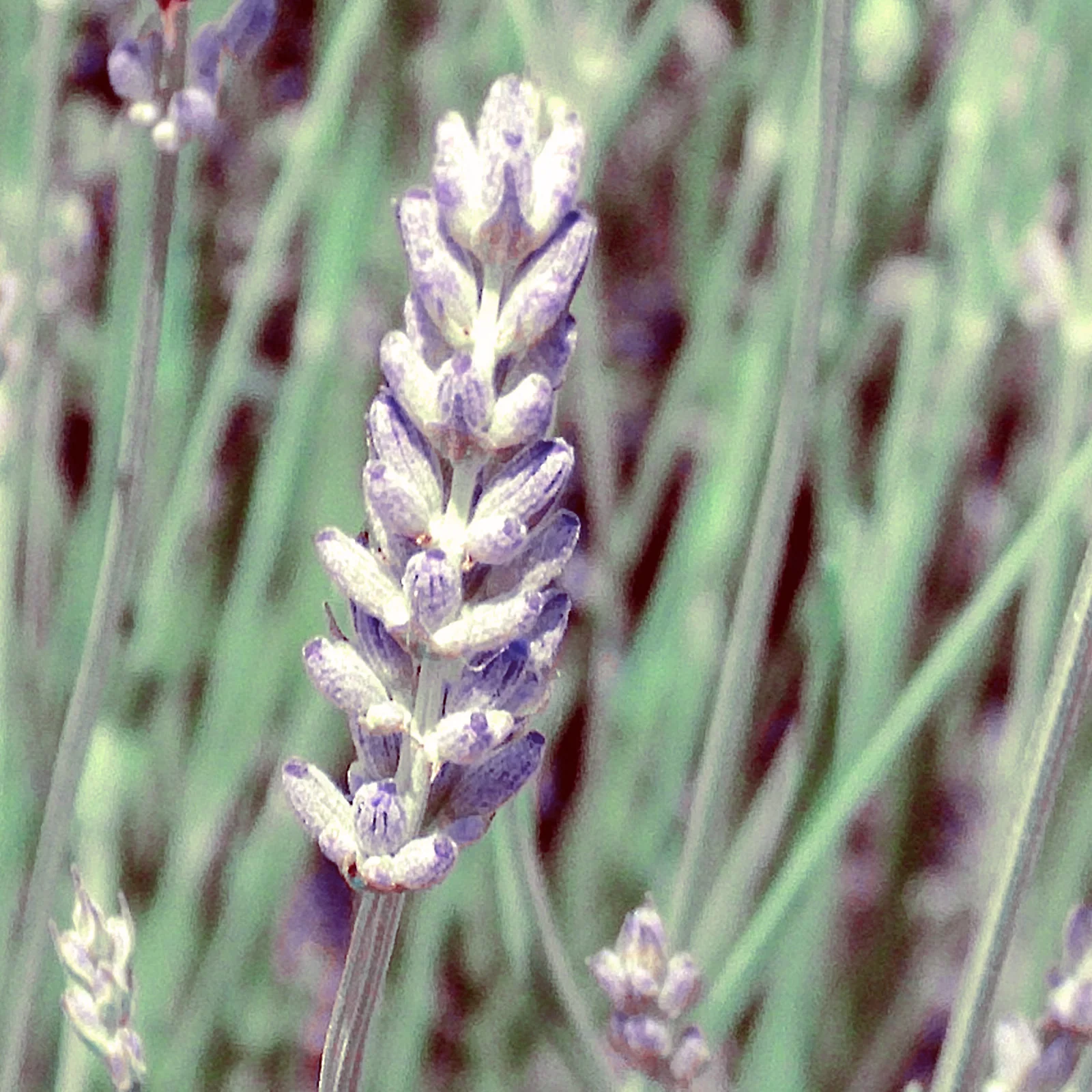 Lavender Spike Organic Essential Oil - Image 2