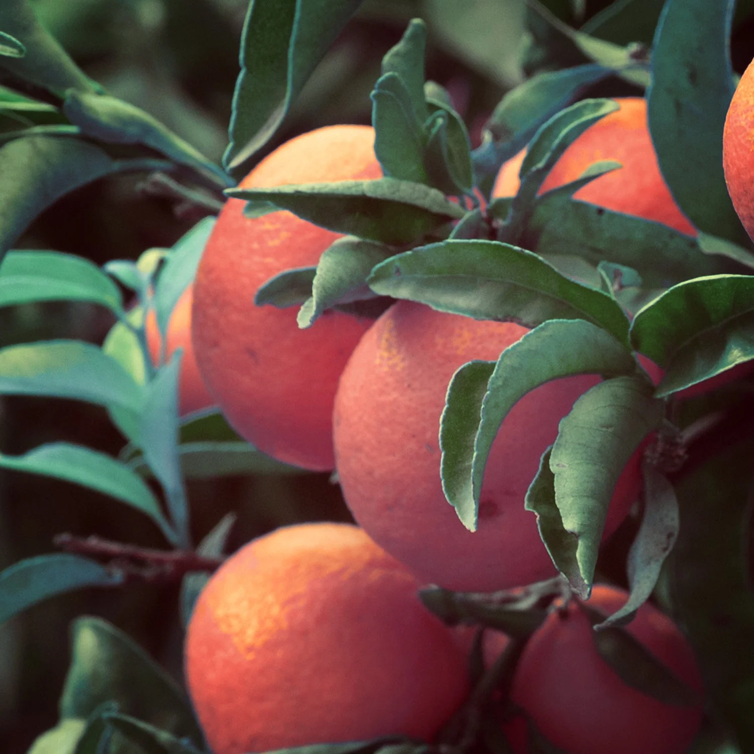 Mandarin Essential Oil (No. 154) - Image 3
