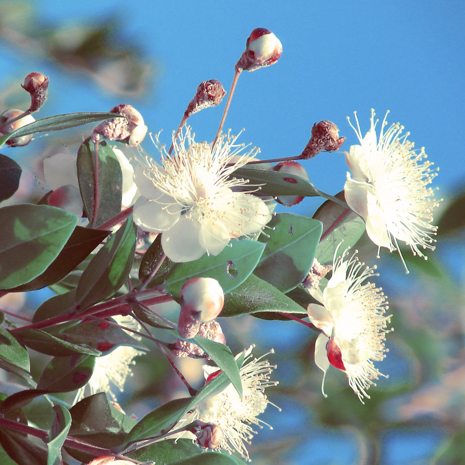 Myrtle Essential Oil (No. 176) - Image 2
