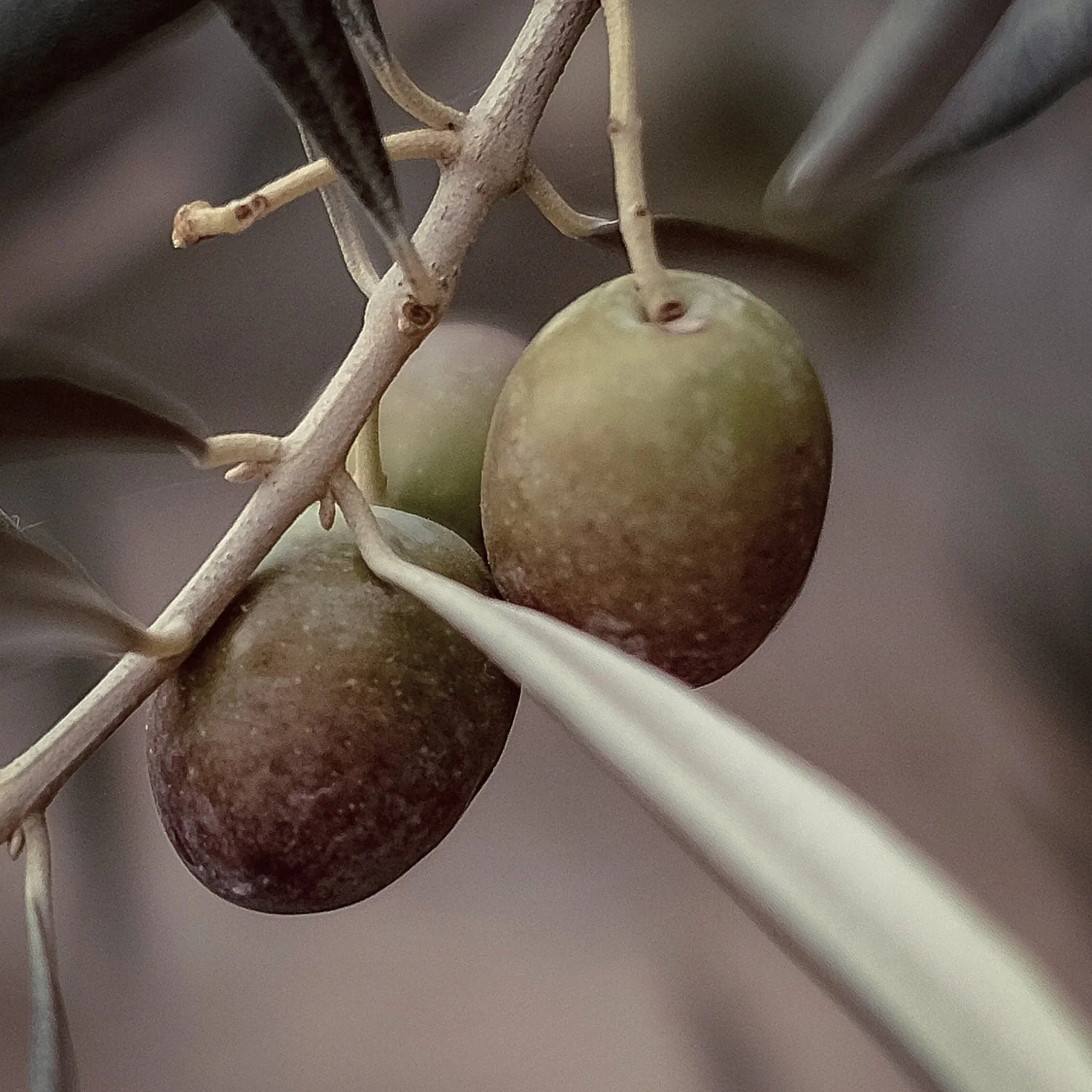 Olive Squalane Oil (No. 212) - Image 3