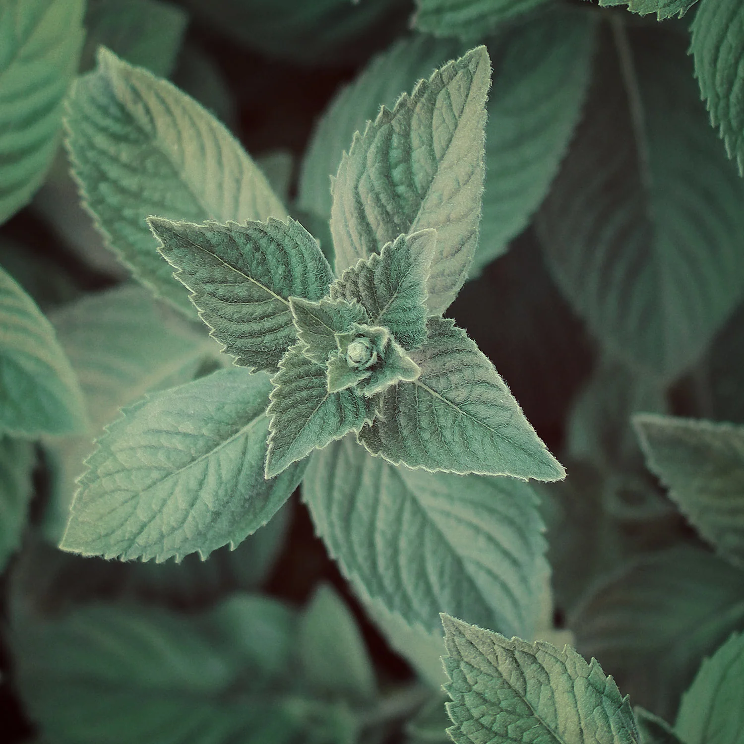 Peppermint Piperita Organic Essential Oil (No. 158) - Image 7