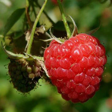 Raspberry Seed Organic Oil
