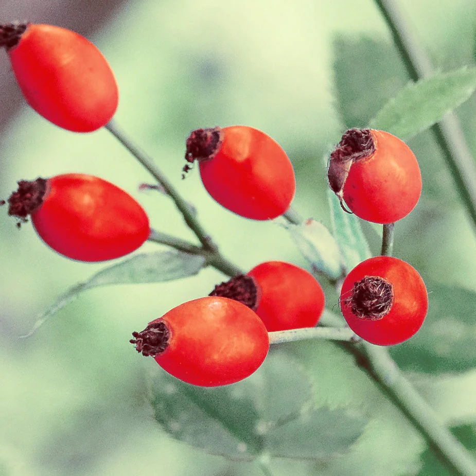 Rosehip Oil (No. 246) - Image 6