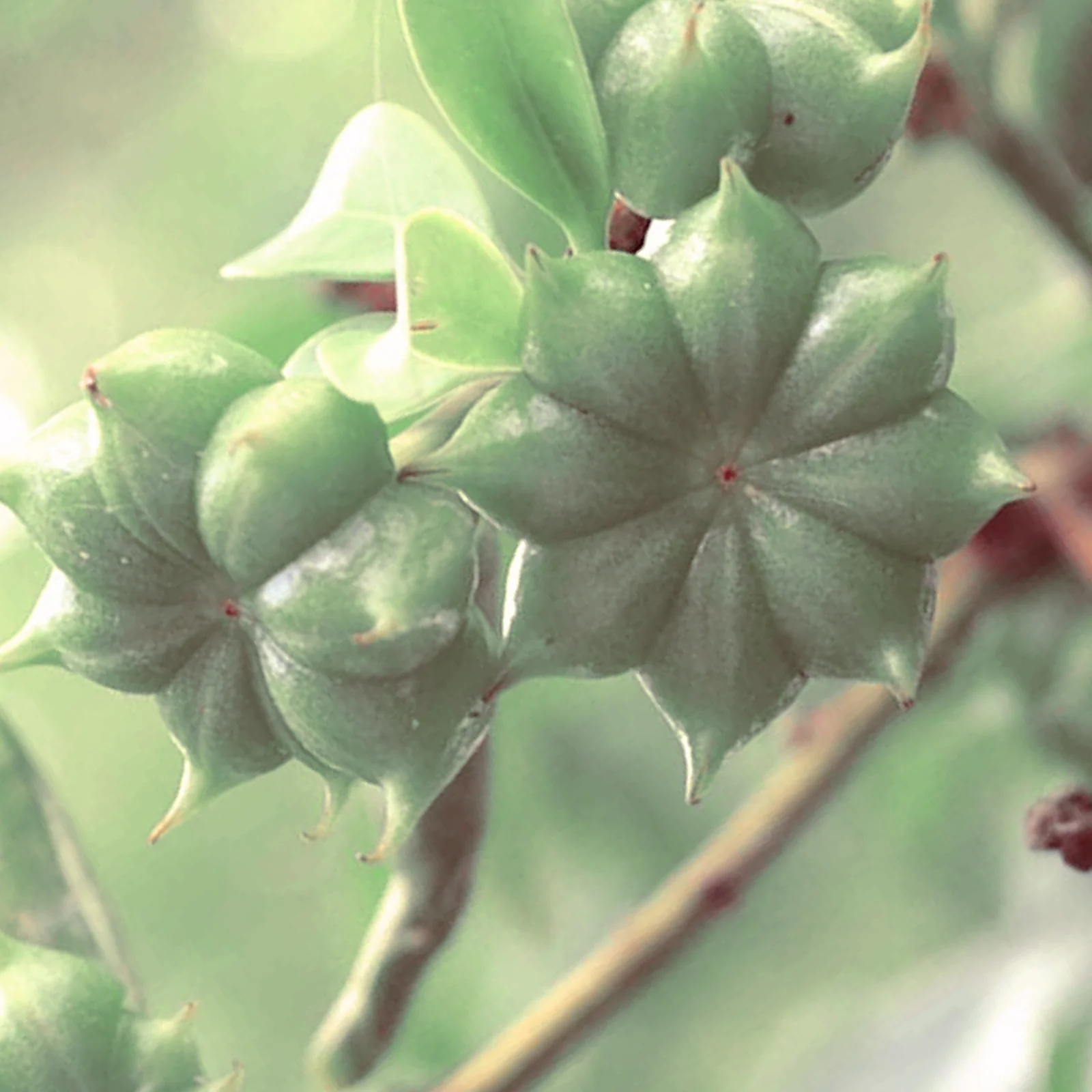 Star Anise Essential Oil (No. 143) - Image 3