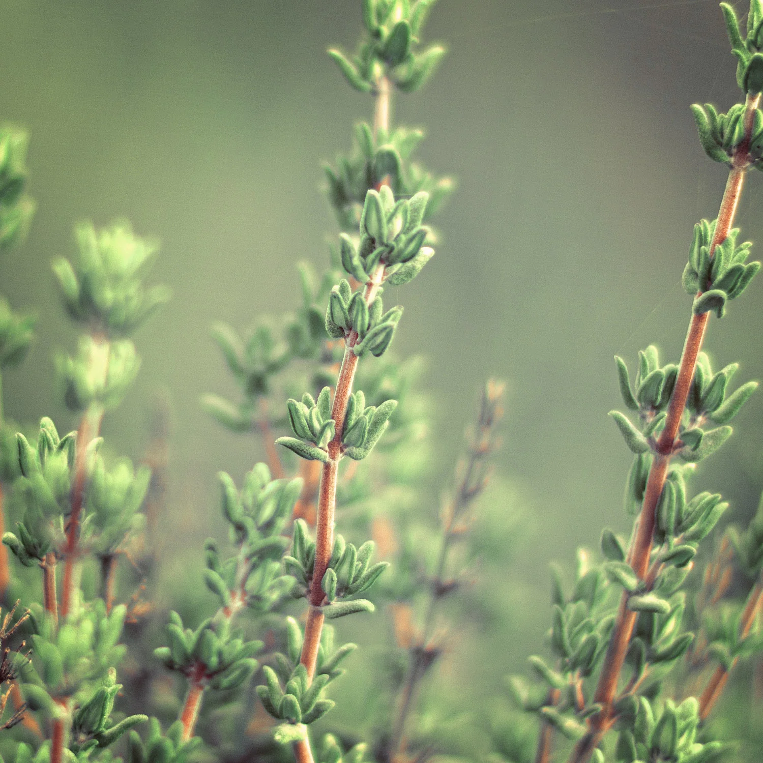 Thyme Organic Essential Oil (N° 166) - Image 3